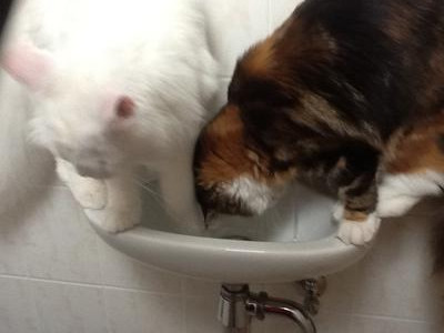 Missy and Kaspar