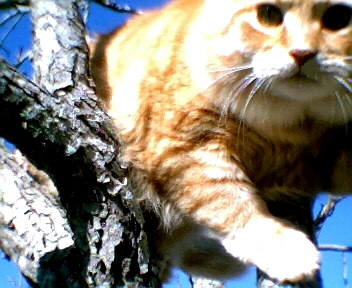 Mister Fluffy
