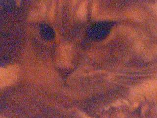 Mister Fluffy