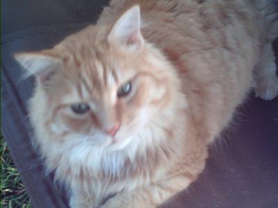 Mister Fluffy