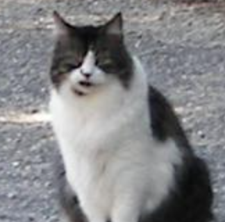 Mister fluffy gray and white cat