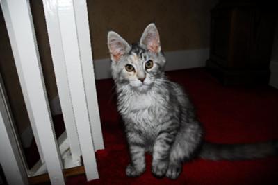 misty the silver maine coon kitten
