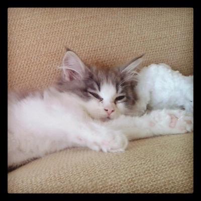 adorable white and blue maine coon kitten