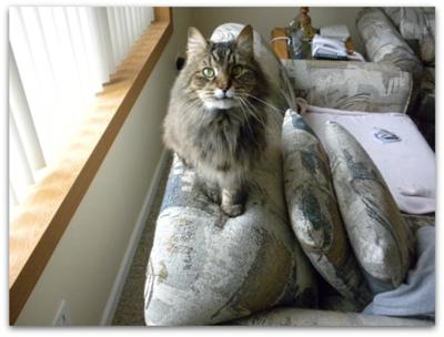 mittens the brown maine coon