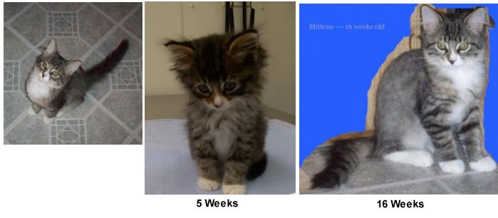 mittens the kitten