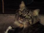 Mittens