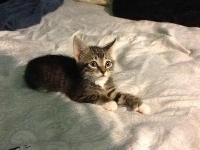 Mittens