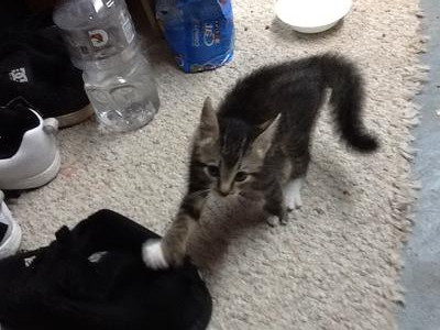 Mittens