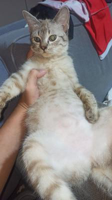 cute silver kitty laying on lap