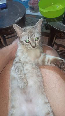 soft gray tabby kitty