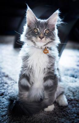 gorgeous young grey and white maine coon kitten posing