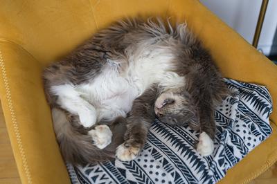 Mobi fluffy grey and white maine coon curled up in a box