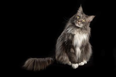 fluffy grey and white maine coon on a black background