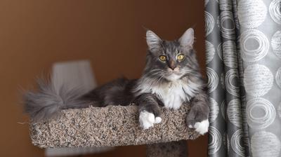 fluffy grey and white maine coon on top of a cat tree
