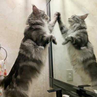 silver tabby maine coon looking into mirror.