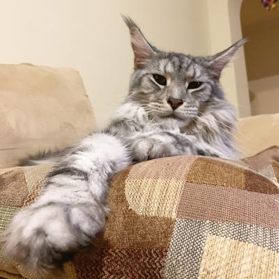 Mochi the silver tabby maine coon