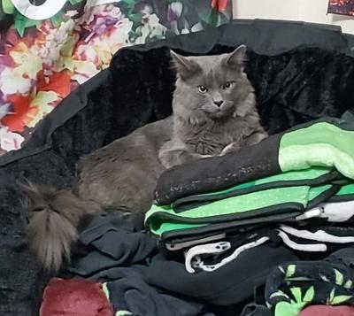 gray cat sitting on laundry