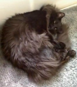 Mojo