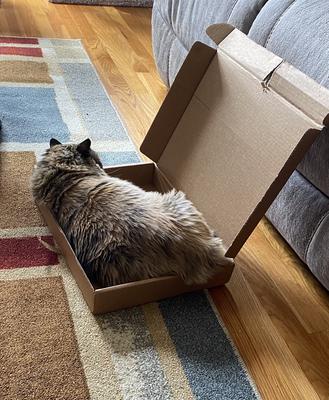 molly in a box