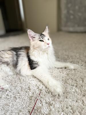 Molly is a Stunning Dilute Calico side view of dilute calico maine coon showing unique pattern