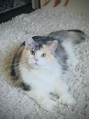 beautiful dilute calico maine coon cat.