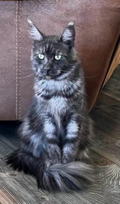 young smoke colored female maine coon cat.