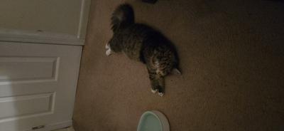 Fur Baby fluffy tabby cat laying on floor.