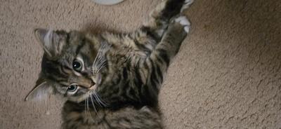 Fur Baby cute fluffy tabby.