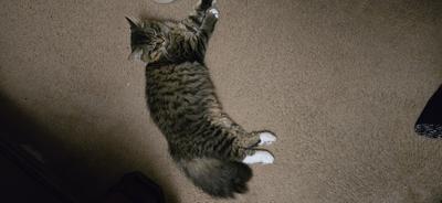 Fur Baby fluffy tabby kitty.