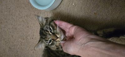 Fur Baby cute face of tabby kitty.