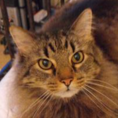 Monsieur Kitty closeup of pretty brown maine coon girl