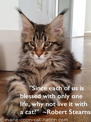 live with a cat quote on brown tabby maine coon kitten background
