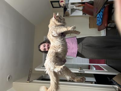 monty the big cat being stretched out.