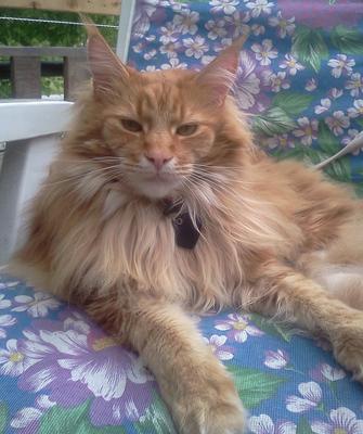 Mr. Monty
