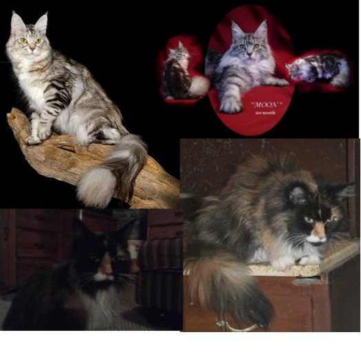 Eclipse & African Moon two retired maine coon cats