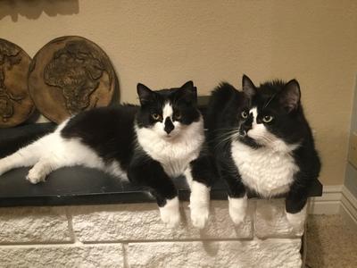 black and white Maine Coon Cats