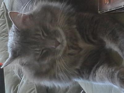 Mooshki