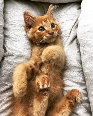 Your Maine Coon Kitten What To Expect