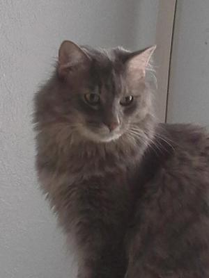 Mooshki
