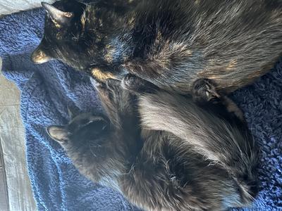 Morgana at 4months two dark cats sleeping side by side on a towel.