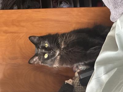 Morgana black cat sitting straight up facing camera in sunshine with a wooden background.