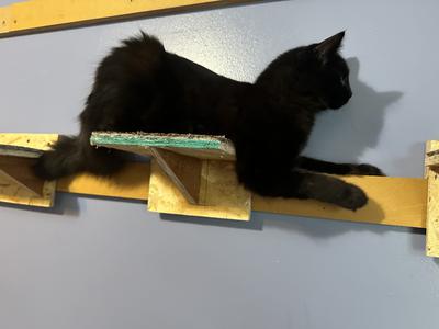 Morgana black kitten on a wall shelf.