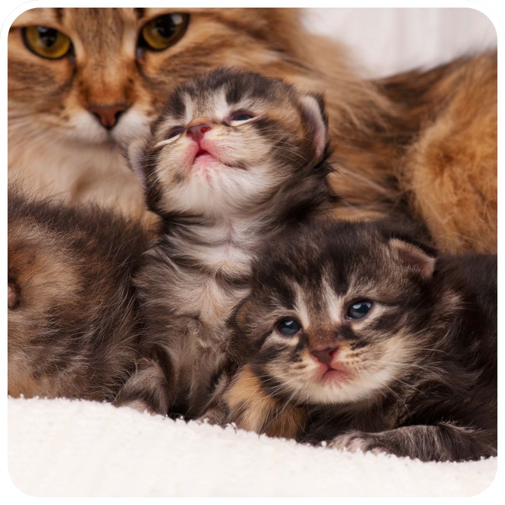 mother cat with newborn kittens