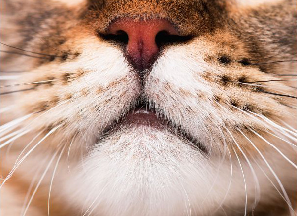 Mystacial Pads extreme closeup of a cats mouth nose and whiskers