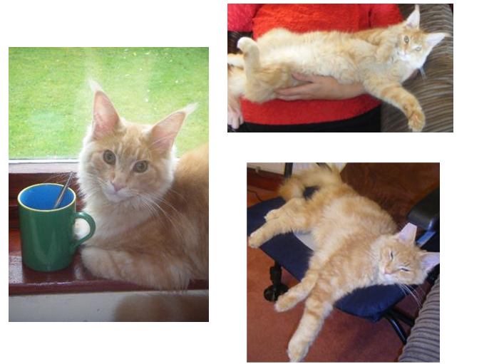 young red maine coon cat