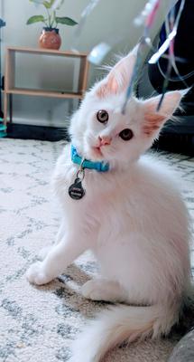 Muttzi adorable white purebred maine coon kitten