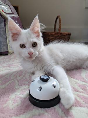 cute white maine coon kitten posing