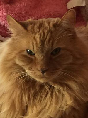 Mufasa regal looking longhaired red cat.