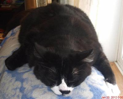 Mr Whiskers black and white kitty lounging