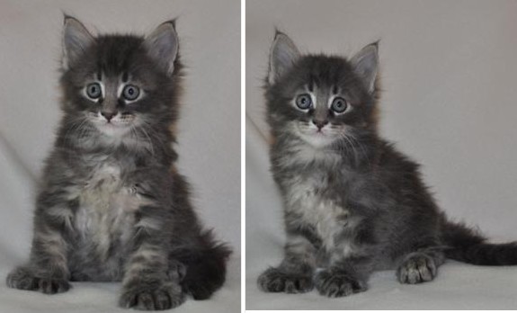 adorable purebred polydactyl blue tabby maine coon kitten.